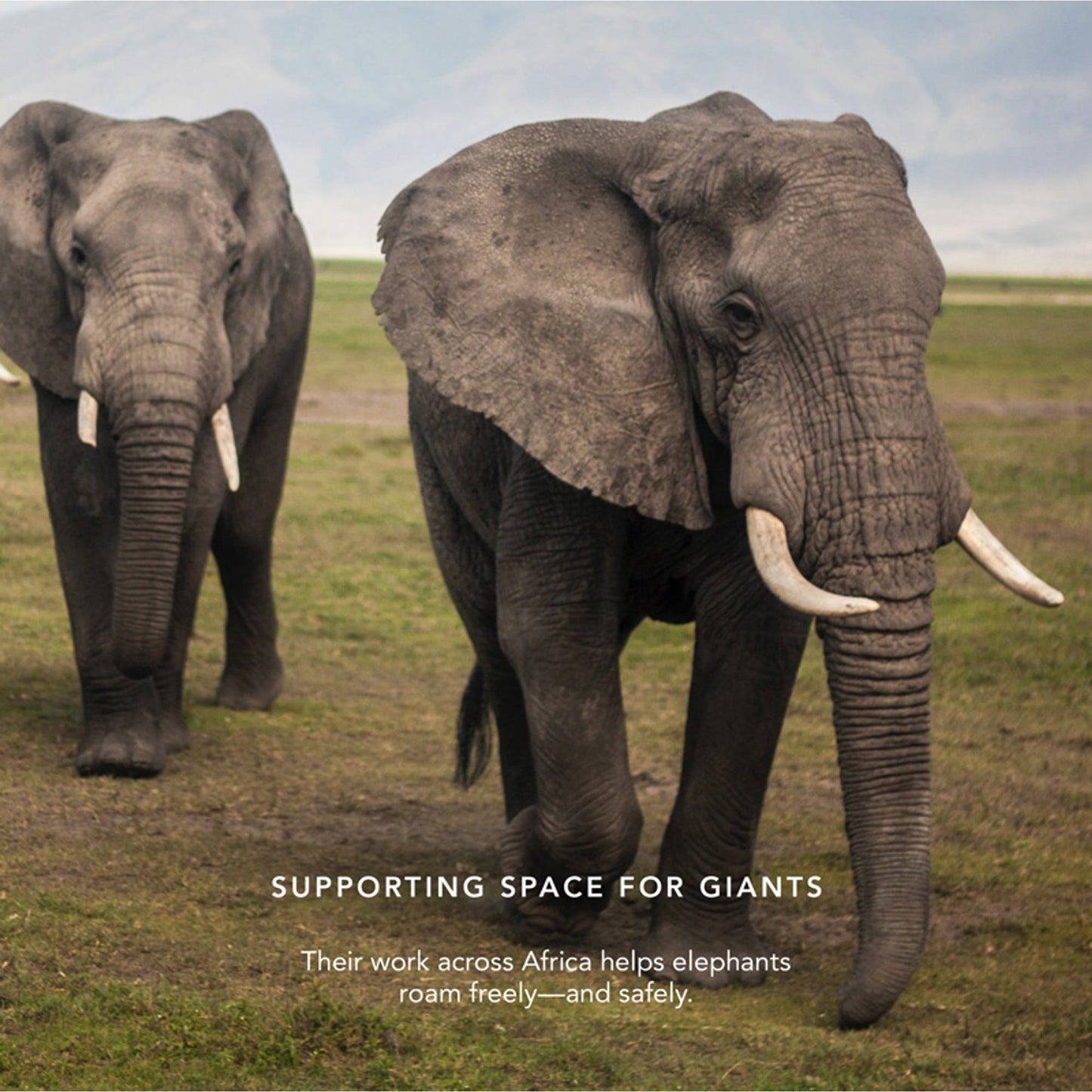 Chantecaille Luminescent Eye Shade - Elephant