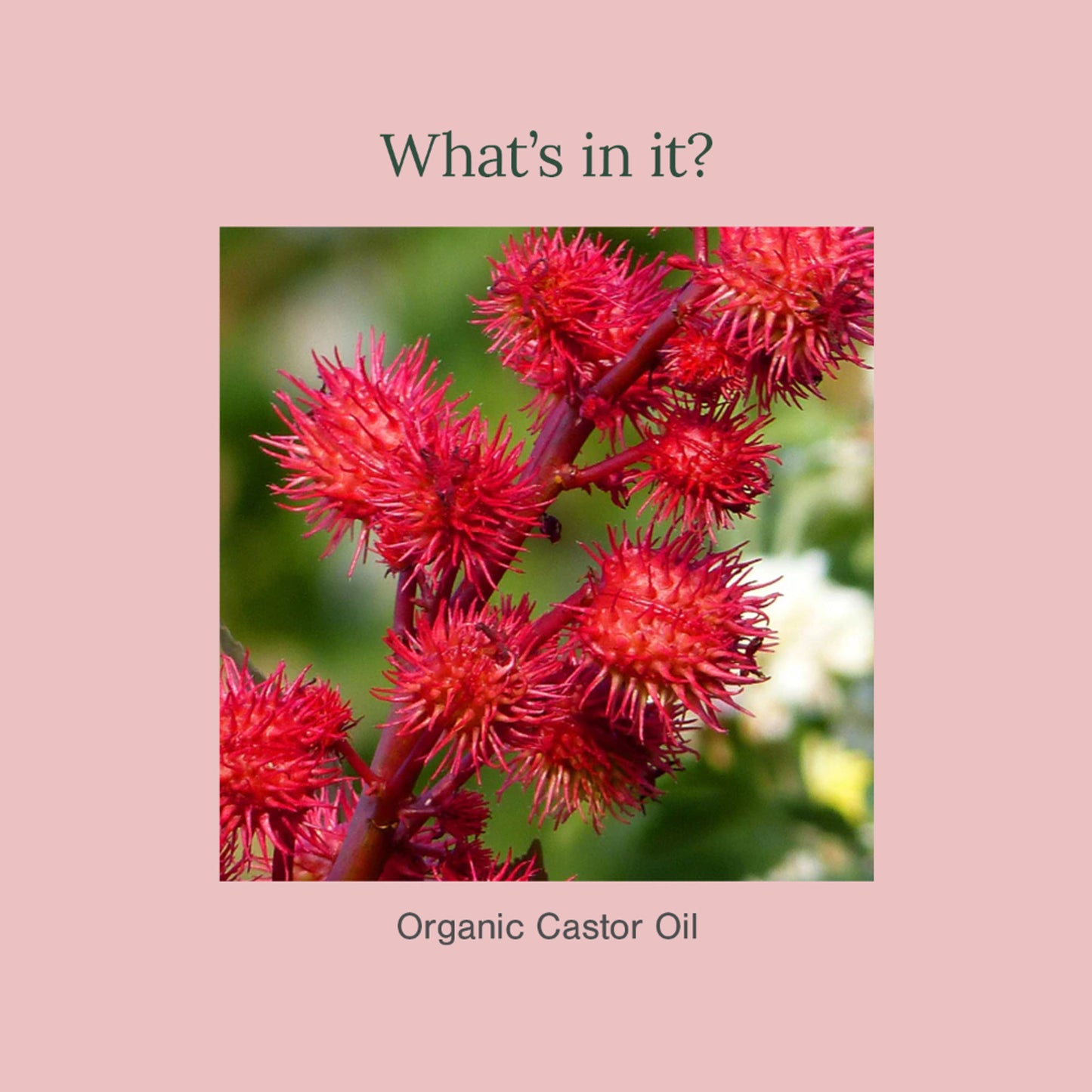 Juicy Chemistry Organic Castor Oil
