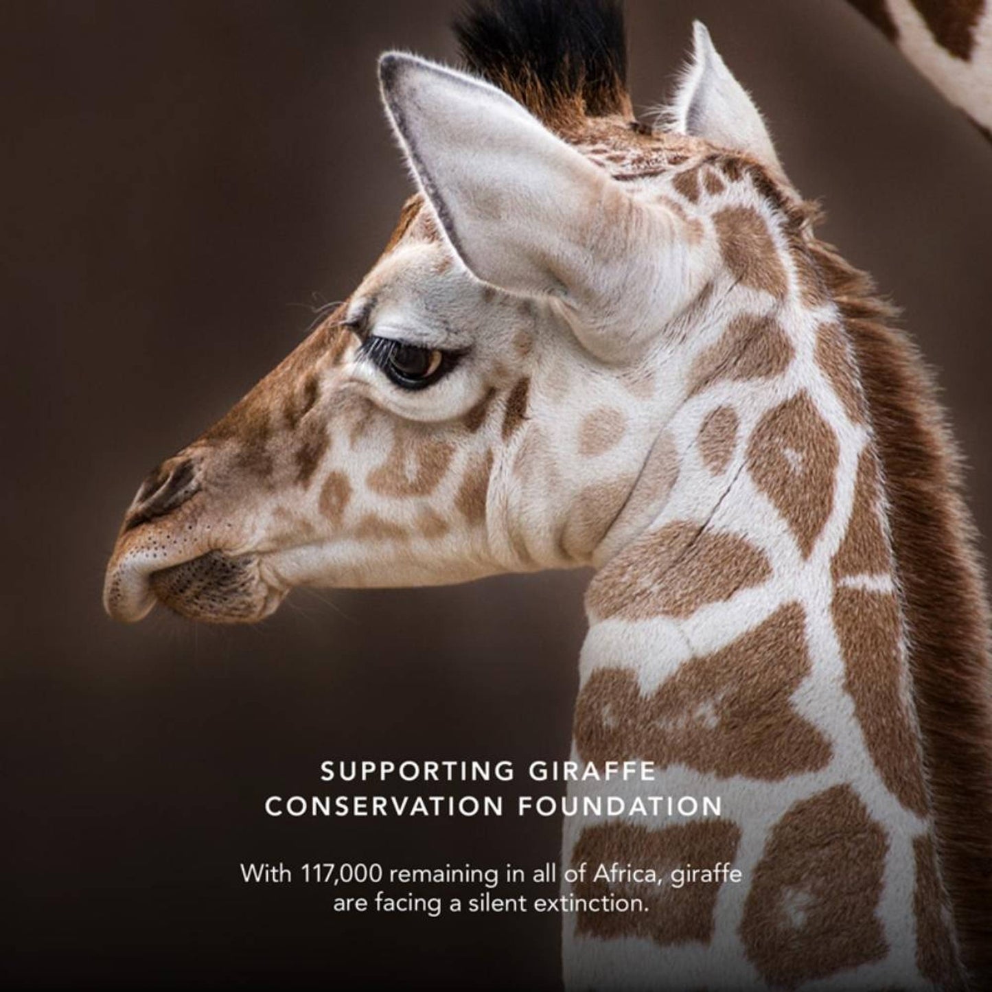 Chantecaille Luminescent Eye Shade - Giraffe