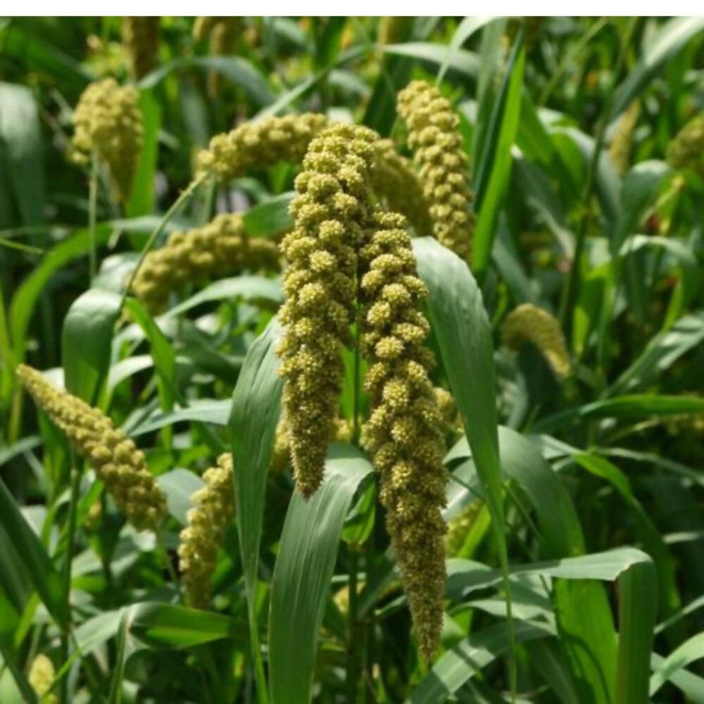 Freshon Foxtail Millet Whole Grain Flour - Indyancart