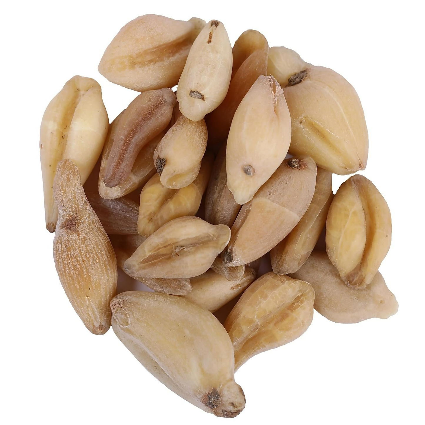 Yuvika Suranjaan Kadvi Ayurvedic product with dried Colchicum Luleum plant, used for traditional medicinal purposes