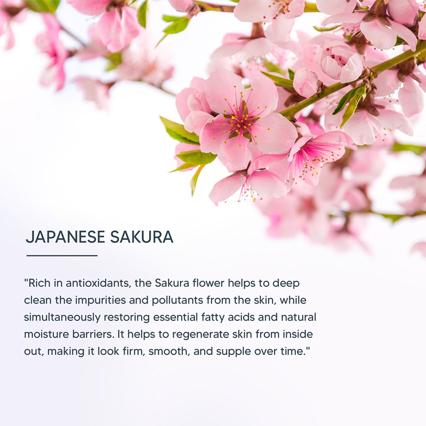 Lotus Professional DermoSpa Japanese Sakura Skin Whitening & Illuminating Creme With SPF 20