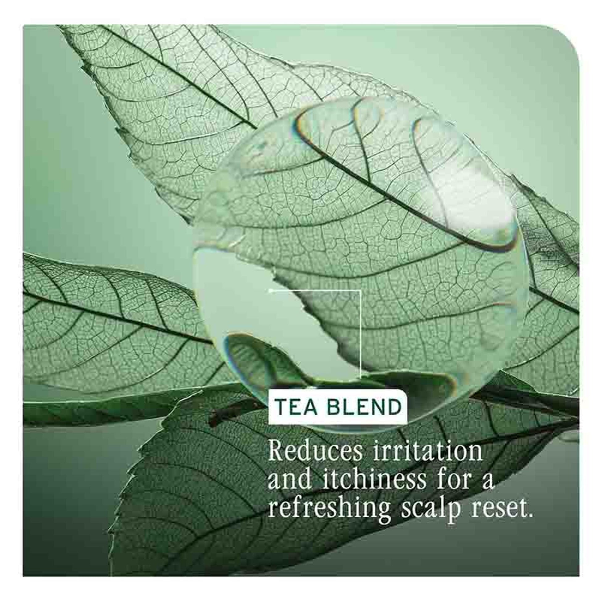 Biolage Scalp Sync Oil Balancing Serum For Oily Scalp With Fermented Tea Blend