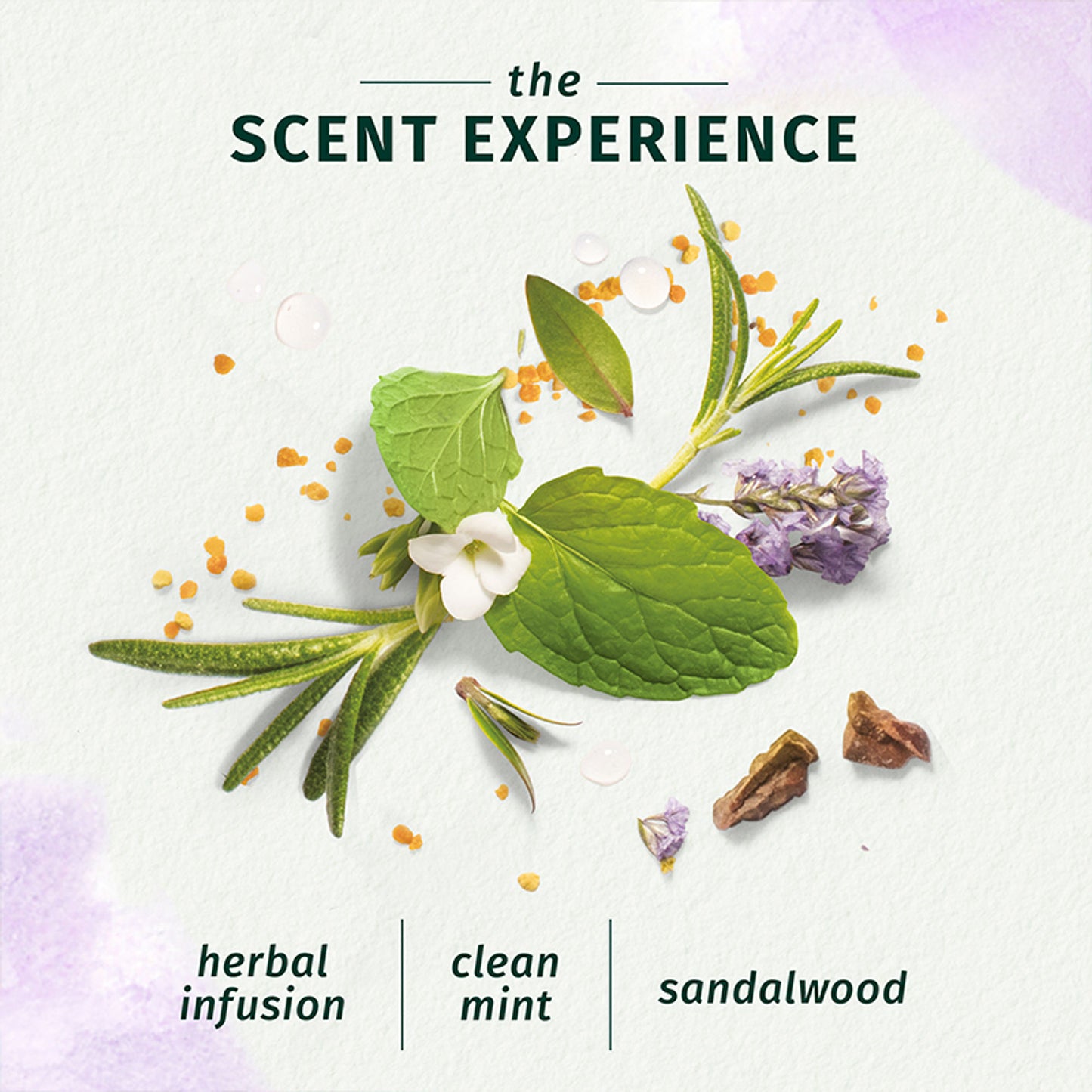 Herbal Essences Bio-Renew Rosemary And Herbs Shampoo, No Parabens No Colorants