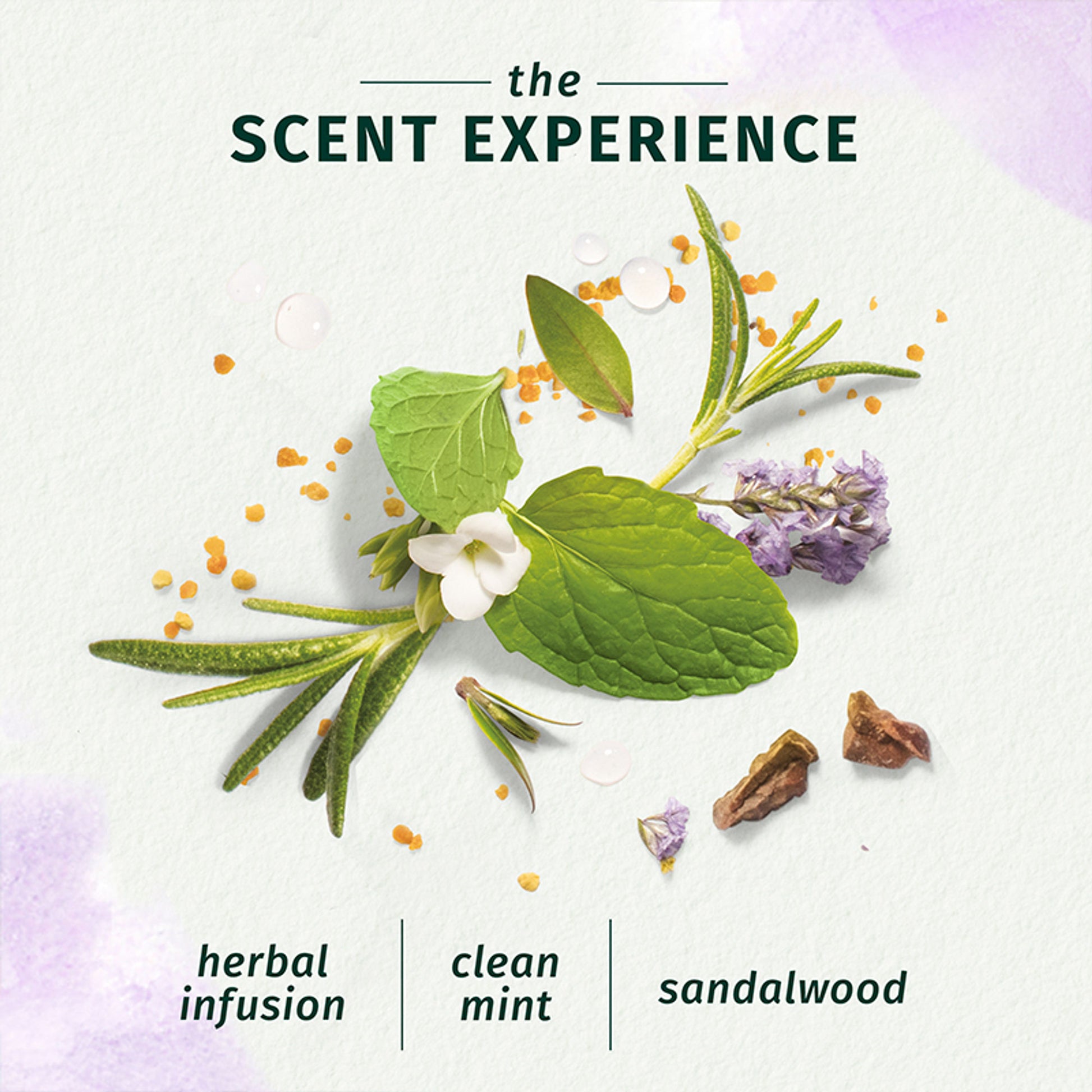 Herbal Essences Bio-Renew Rosemary And Herbs Shampoo, No Parabens No Colorants