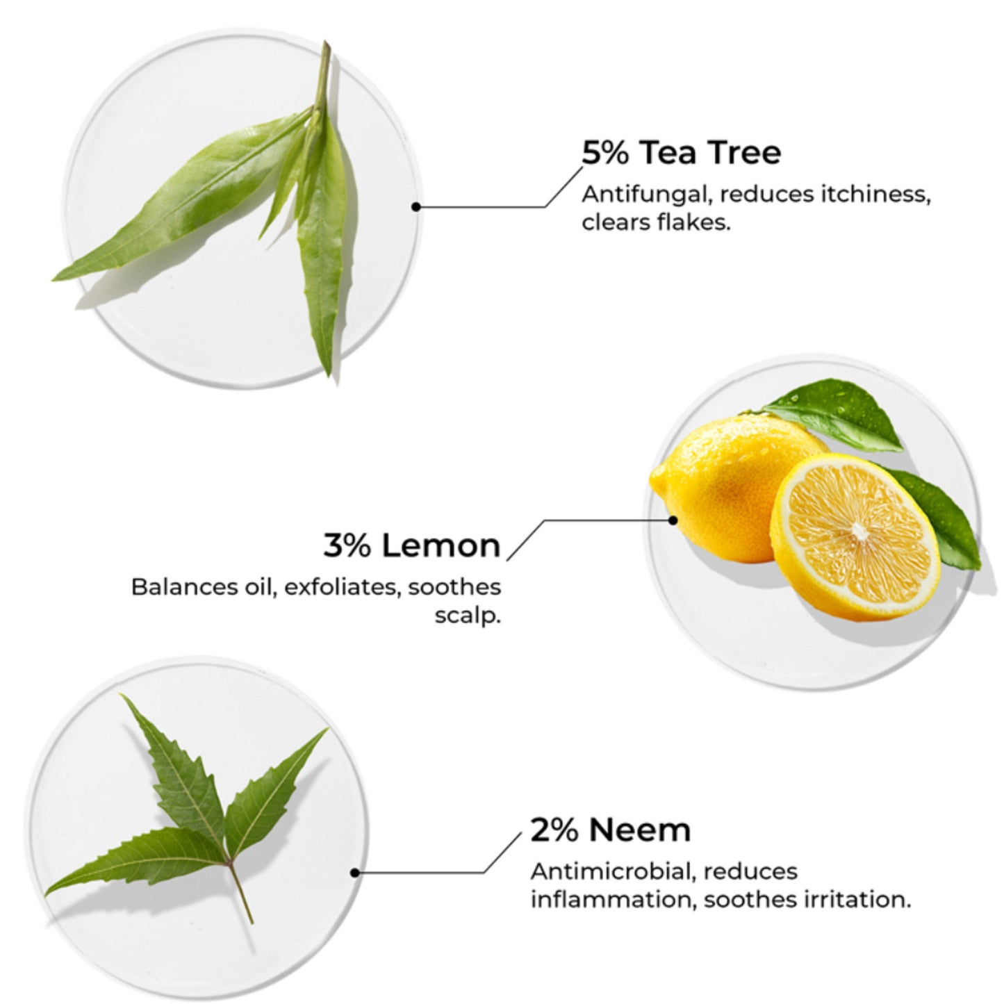 Brillare 5% Tea Tree Oil for Dandruff & Itchy Scalp Removes Dandruff From Roots