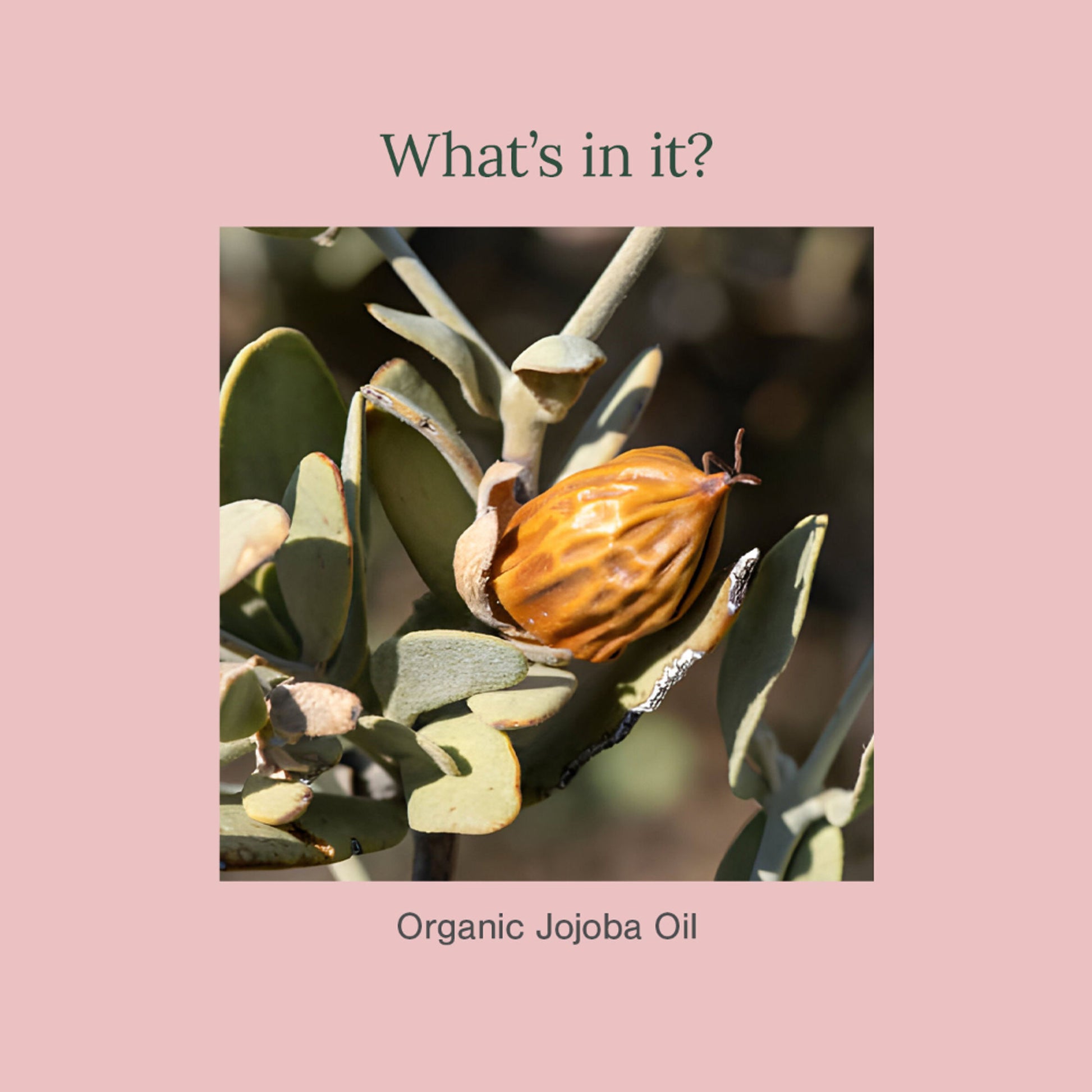 Juicy Chemistry Organic Jojoba Oil