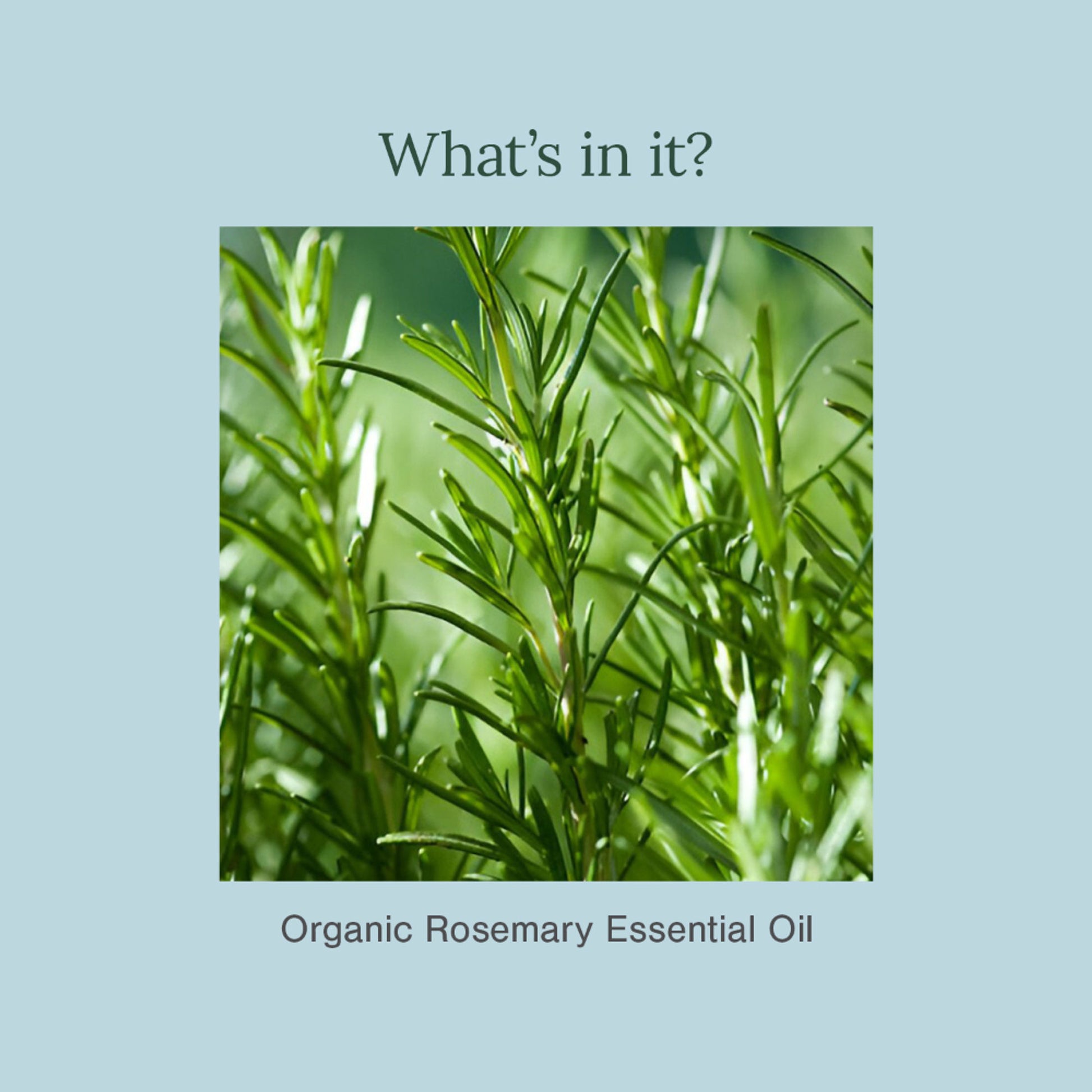 Juicy Chemistry 100% Pure & Organic Rosemary Essential Oil