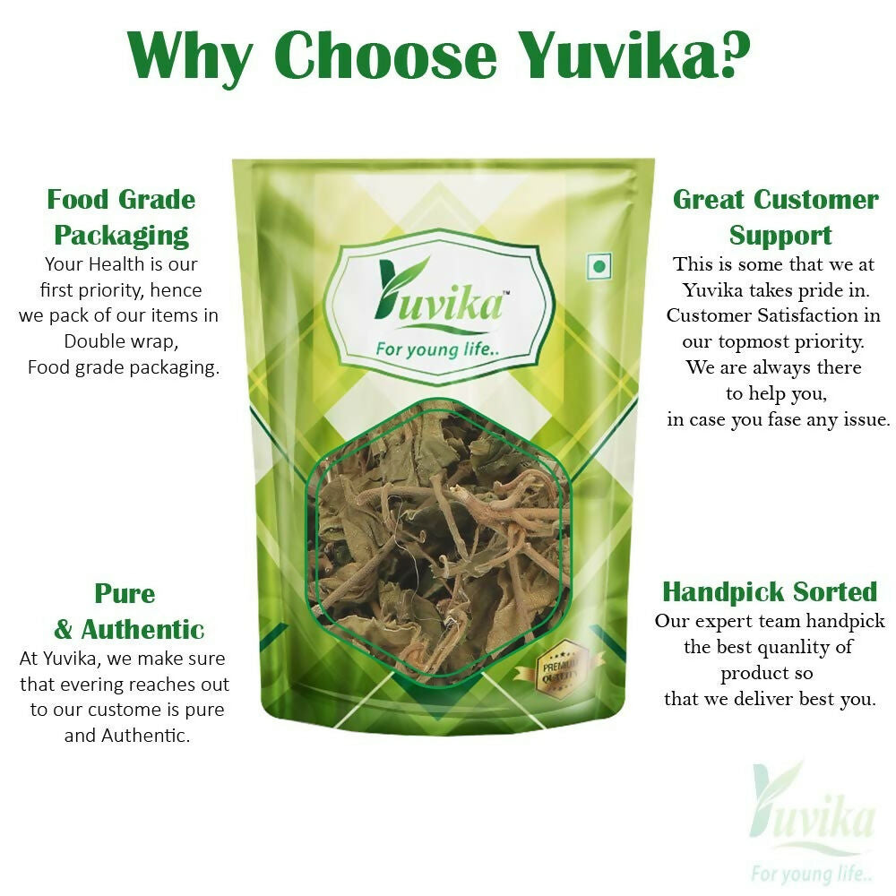 Yuvika Gurmar leaves, Gymnema Sylvestre, Ayurvedic herb, fresh green Gudmar leaves on a natural background.