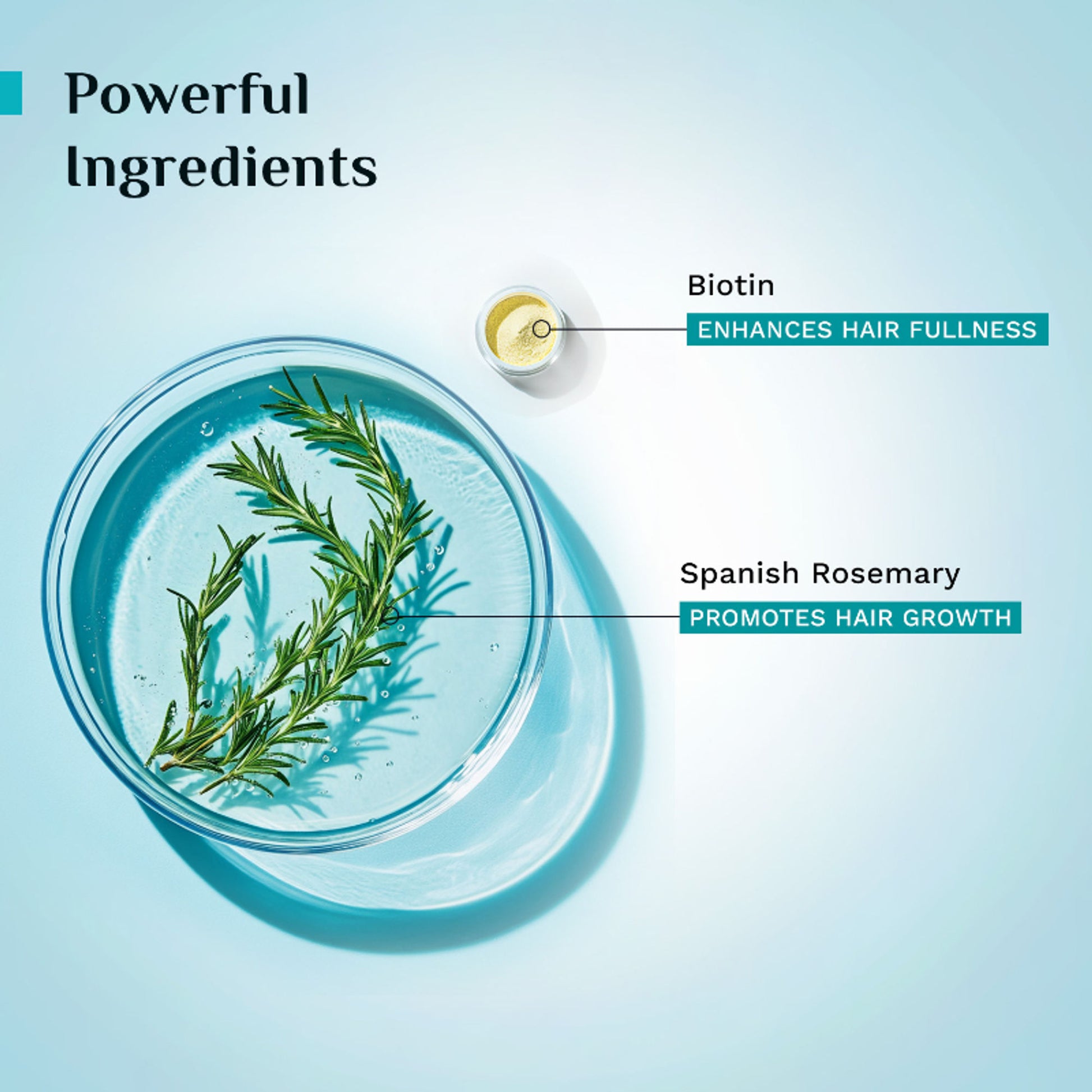 Pilgrim Spanish Rosemary & Biotin Hair GrowthOil Control Hairfall Thick Strong Hair with Applicator