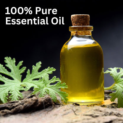 Aroma Treasures Citronella Pure Essential Oil