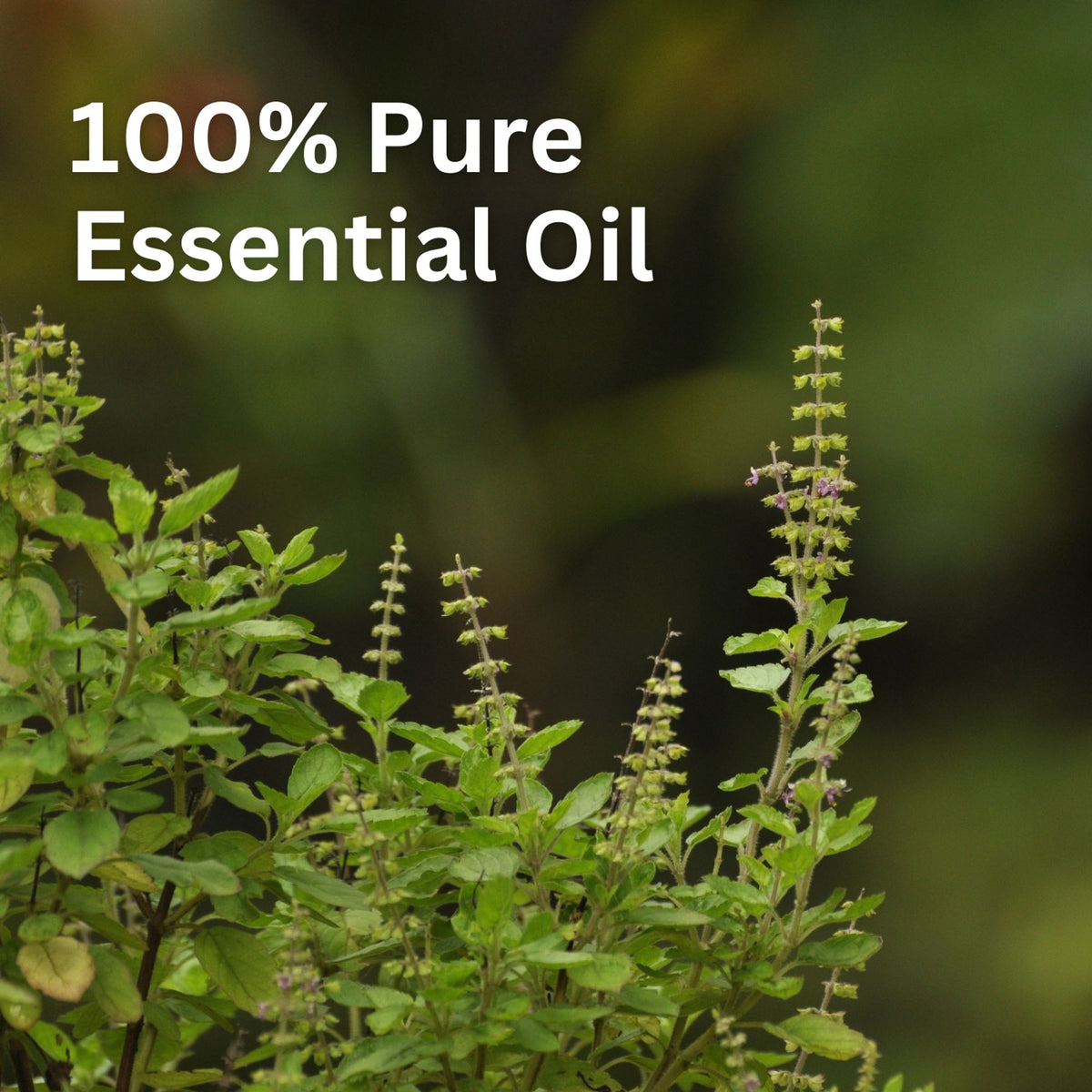 Aroma Treasures Basil (Tulsi) Pure Essential Oil