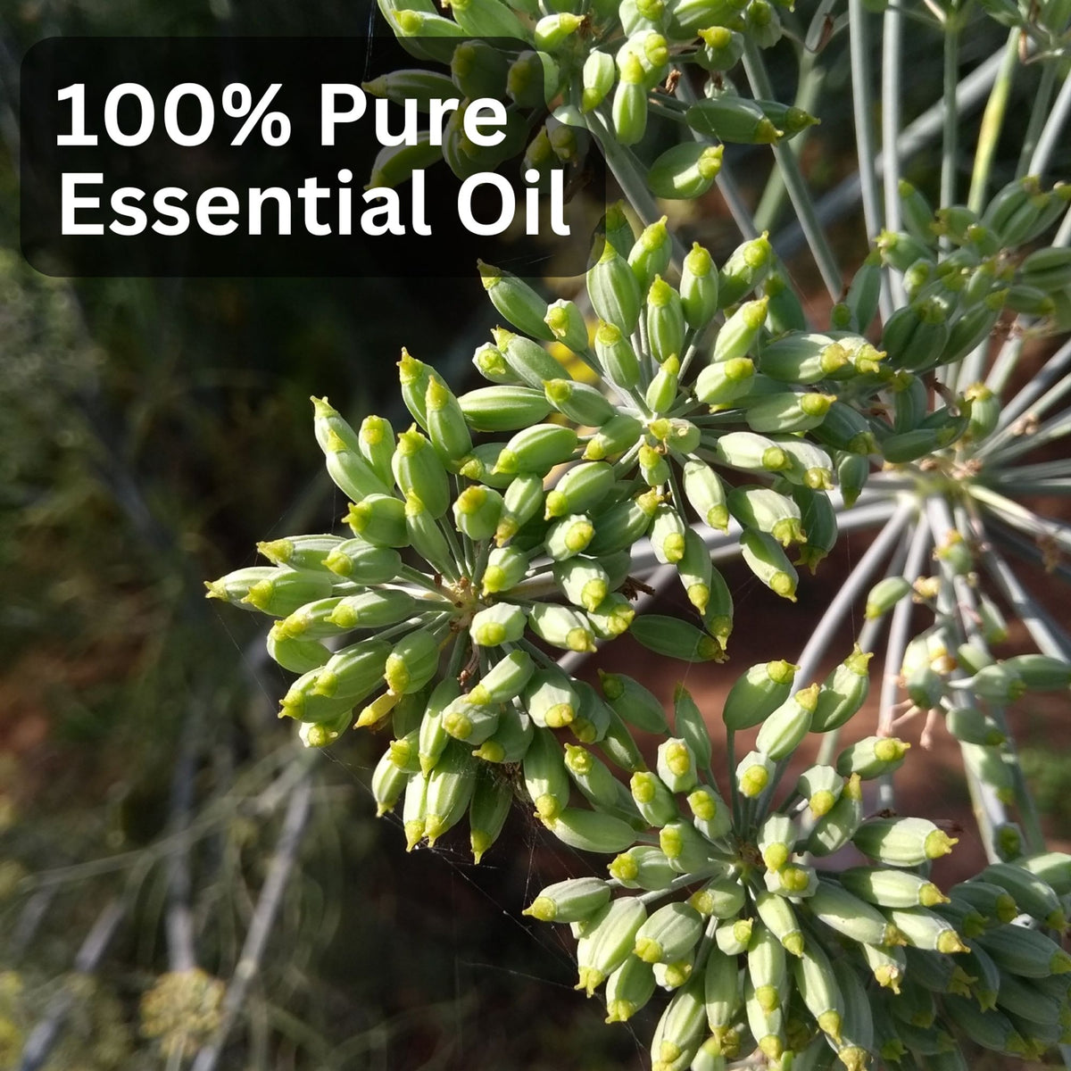 Aroma Treasures Fennel Seed Pure Essential Oil