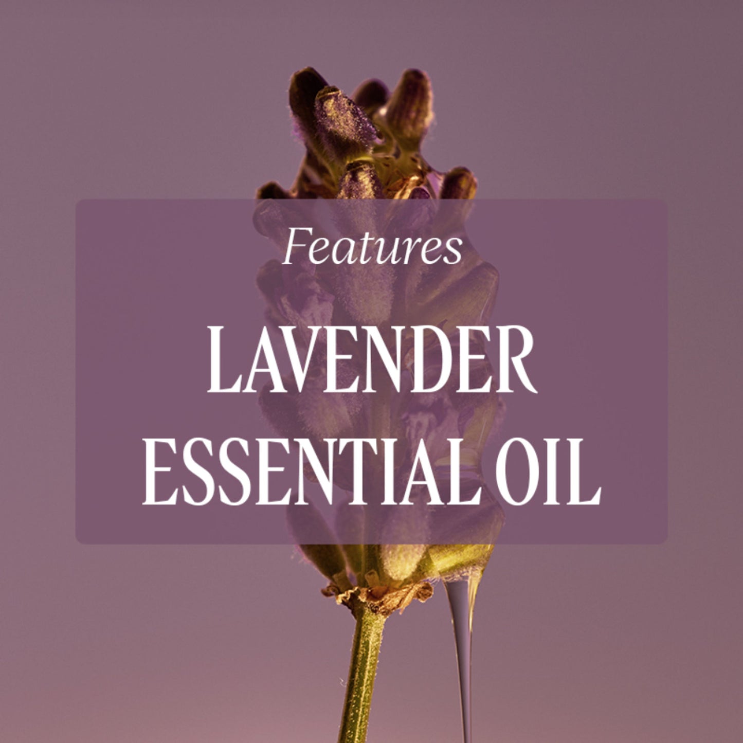 L'Occitane Lavande Blanche(White Lavender) Perfumed Shower Gel