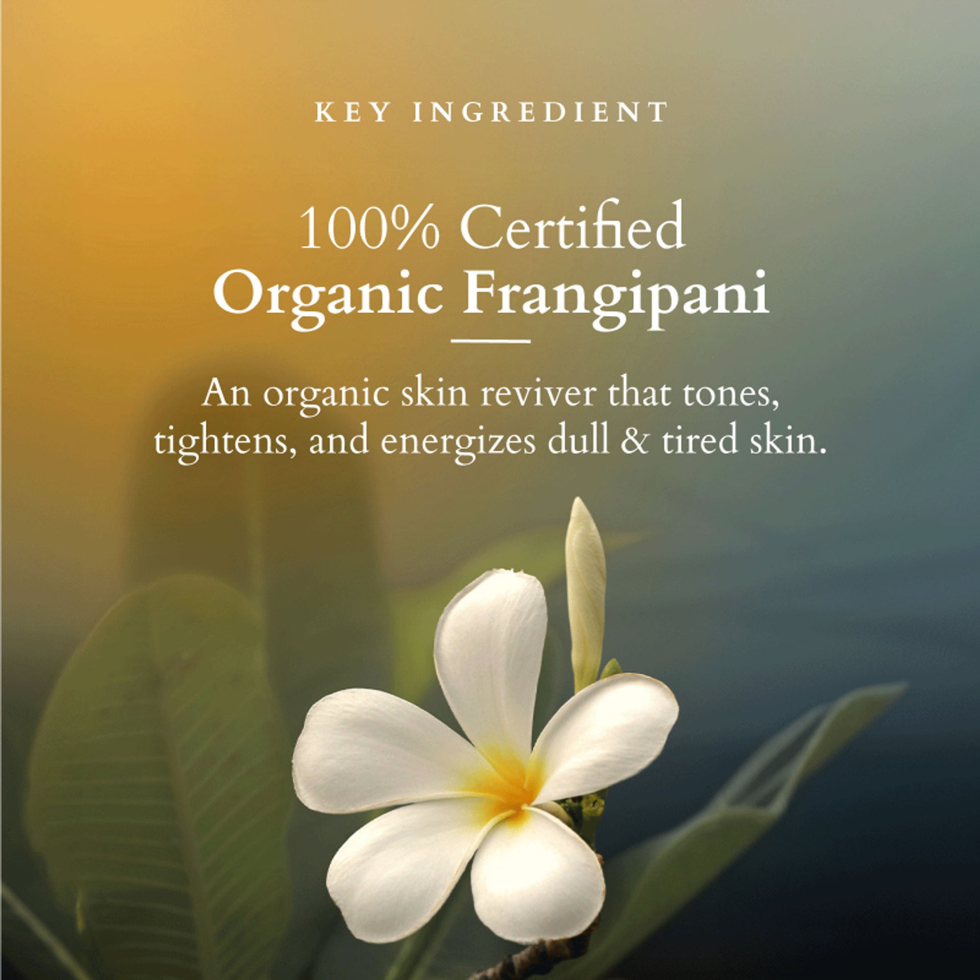 Lotus Organics Pristine Purifying Face Wash