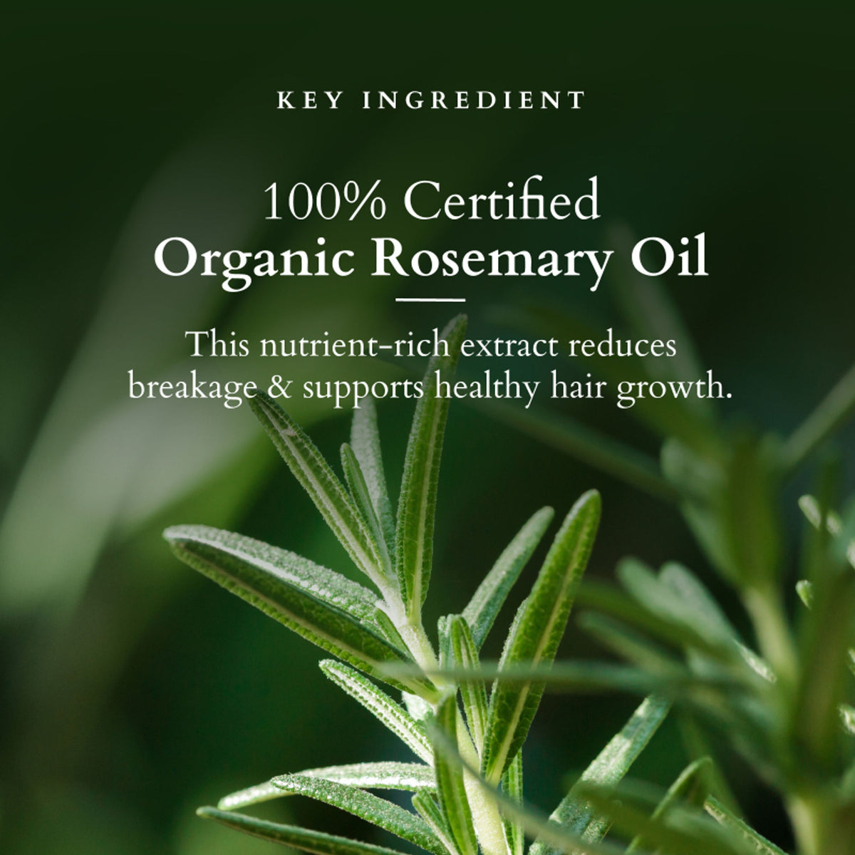 Lotus Organics Hair Fall Control Revival Mask