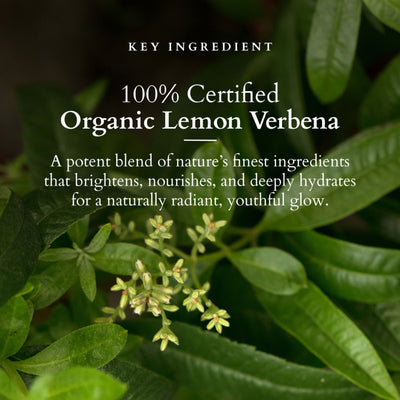 Lotus Organics Vit-C Radiance Booster Crème SPF 20 PA+++ - Lemon Verbena