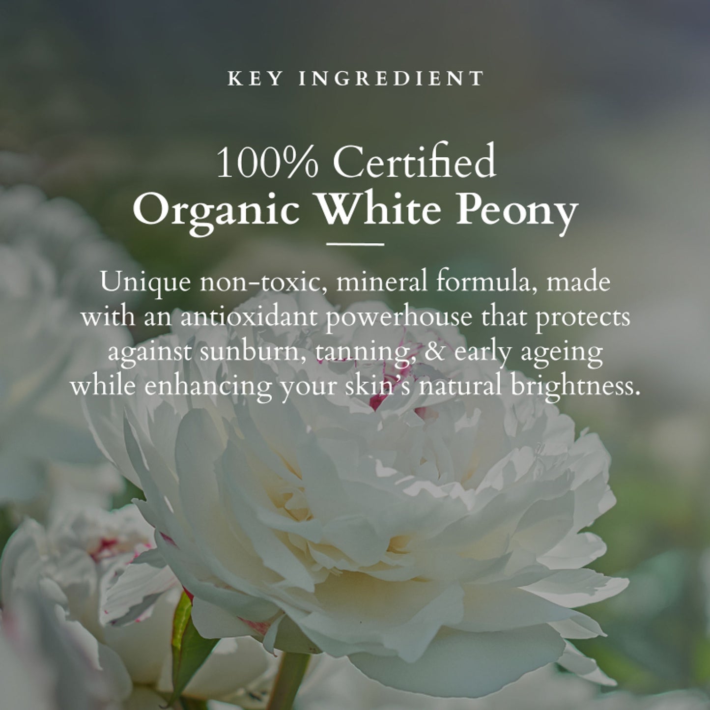 Lotus Organics Sheer Brightening Mineral Sunscreen, SPF 50, 100% Certified Organic White Peony