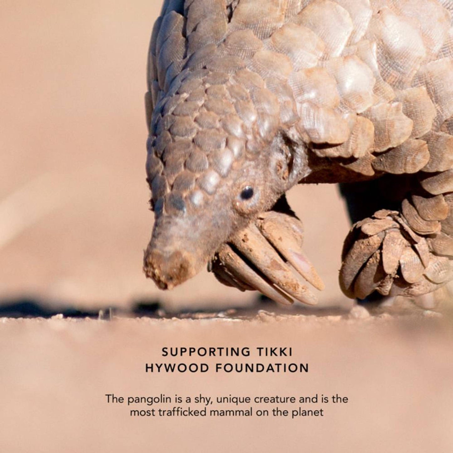 Chantecaille Luminescent Eye Shade - Pangolin