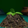 Adrish Organic Dried Tulsi Leaves