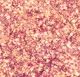 Mystic Pink