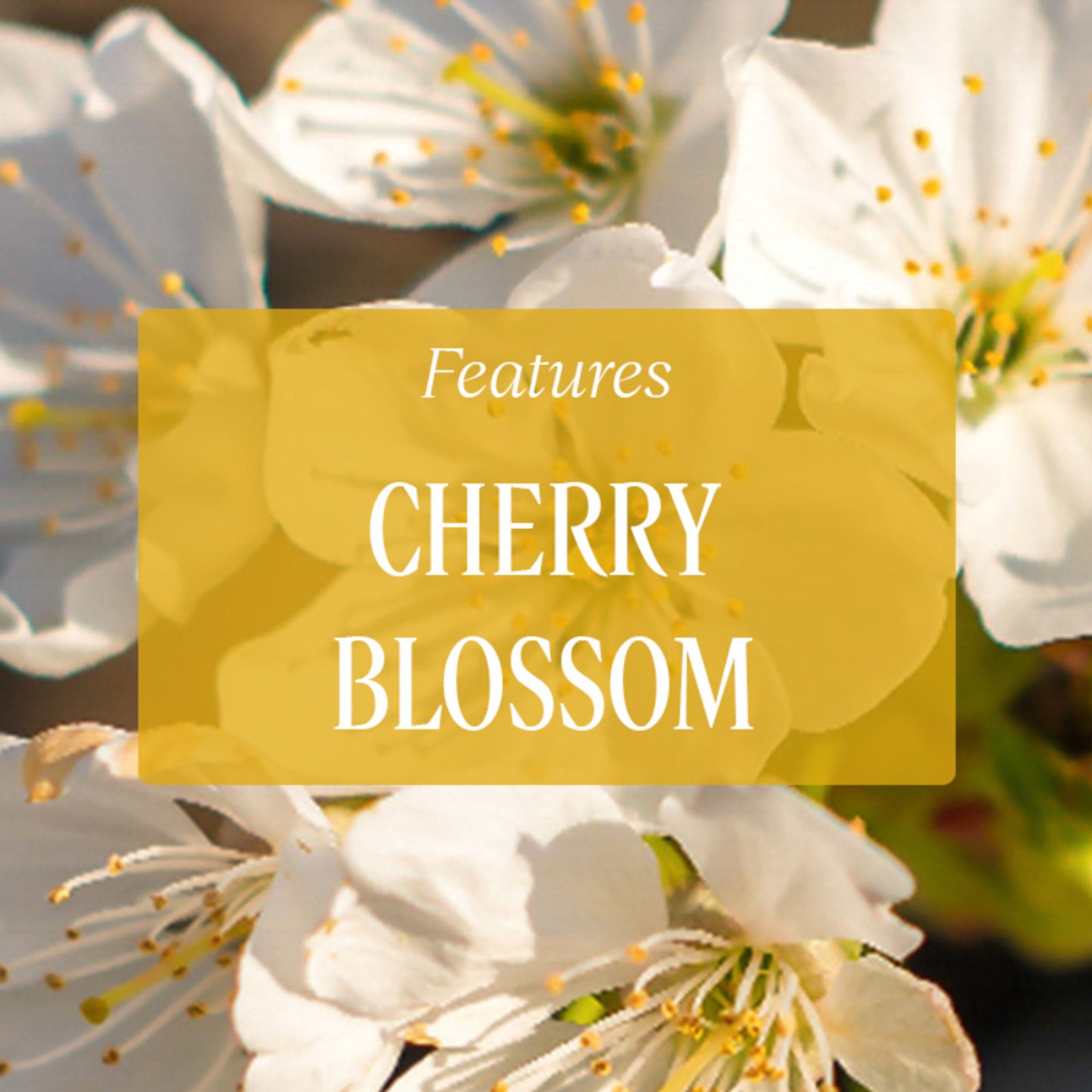 L'Occitane Fleurs De Cerisier Perfumed Hand Soap (Cherry Blossom)