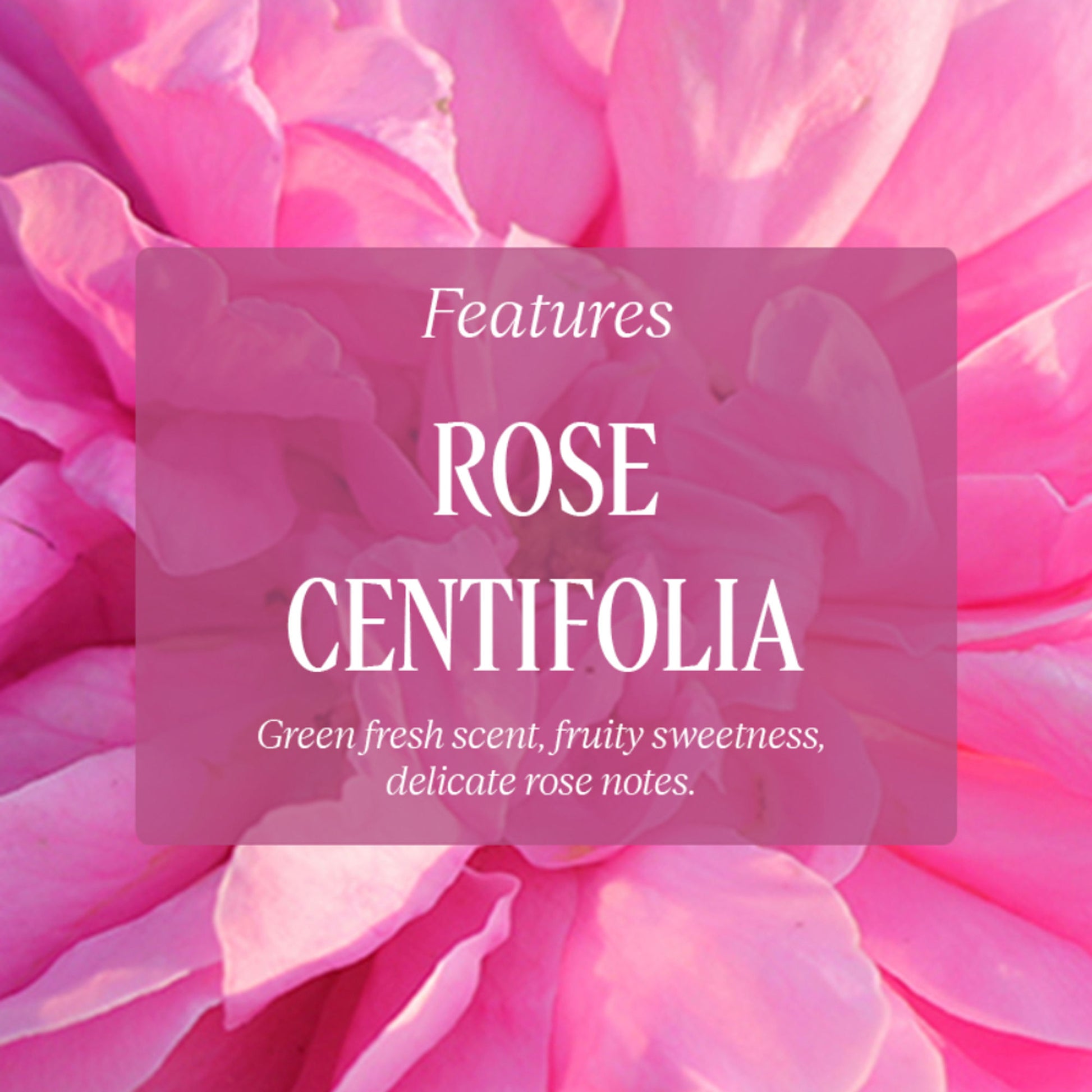 L'Occitane Rose Perfumed Shower Gel