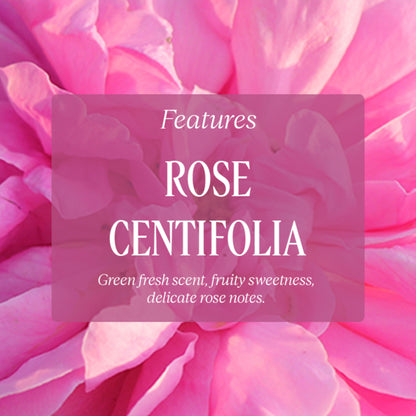 L'Occitane Rose Perfumed Shower Gel