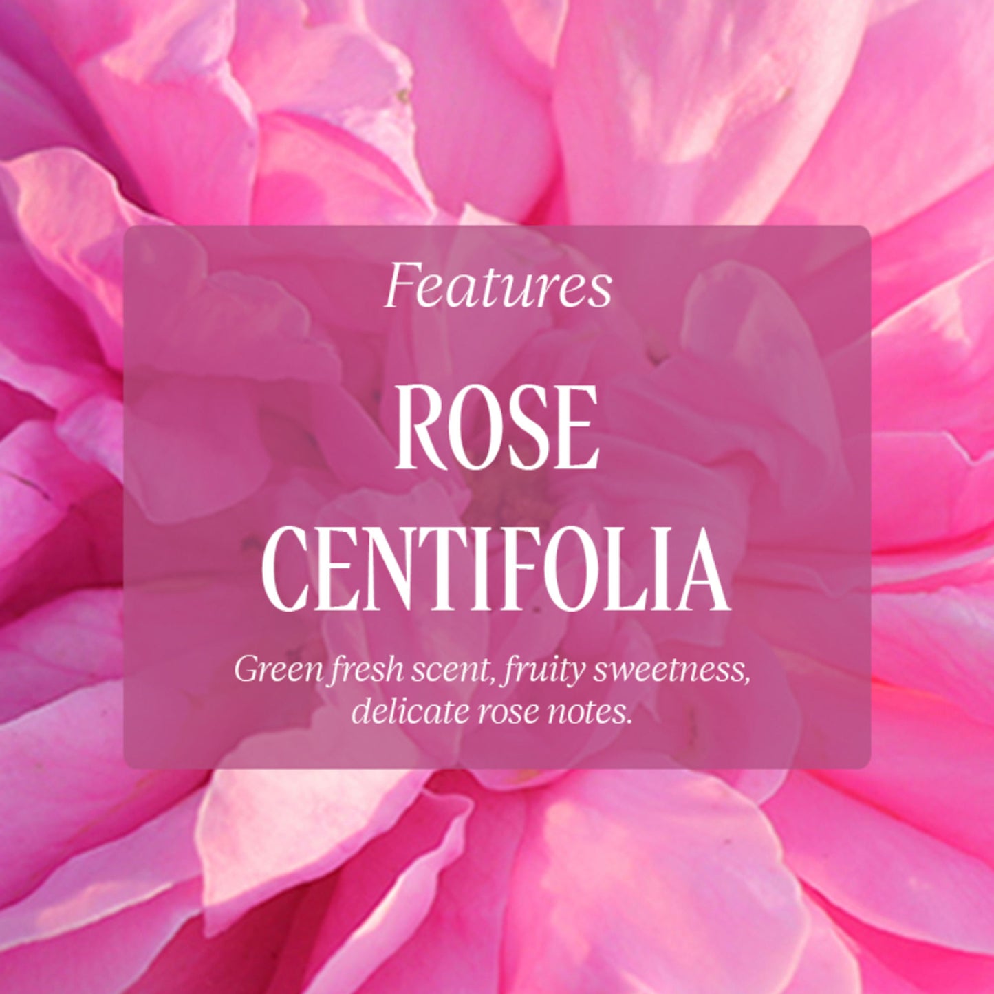 L'Occitane Rose Perfumed Shower Gel