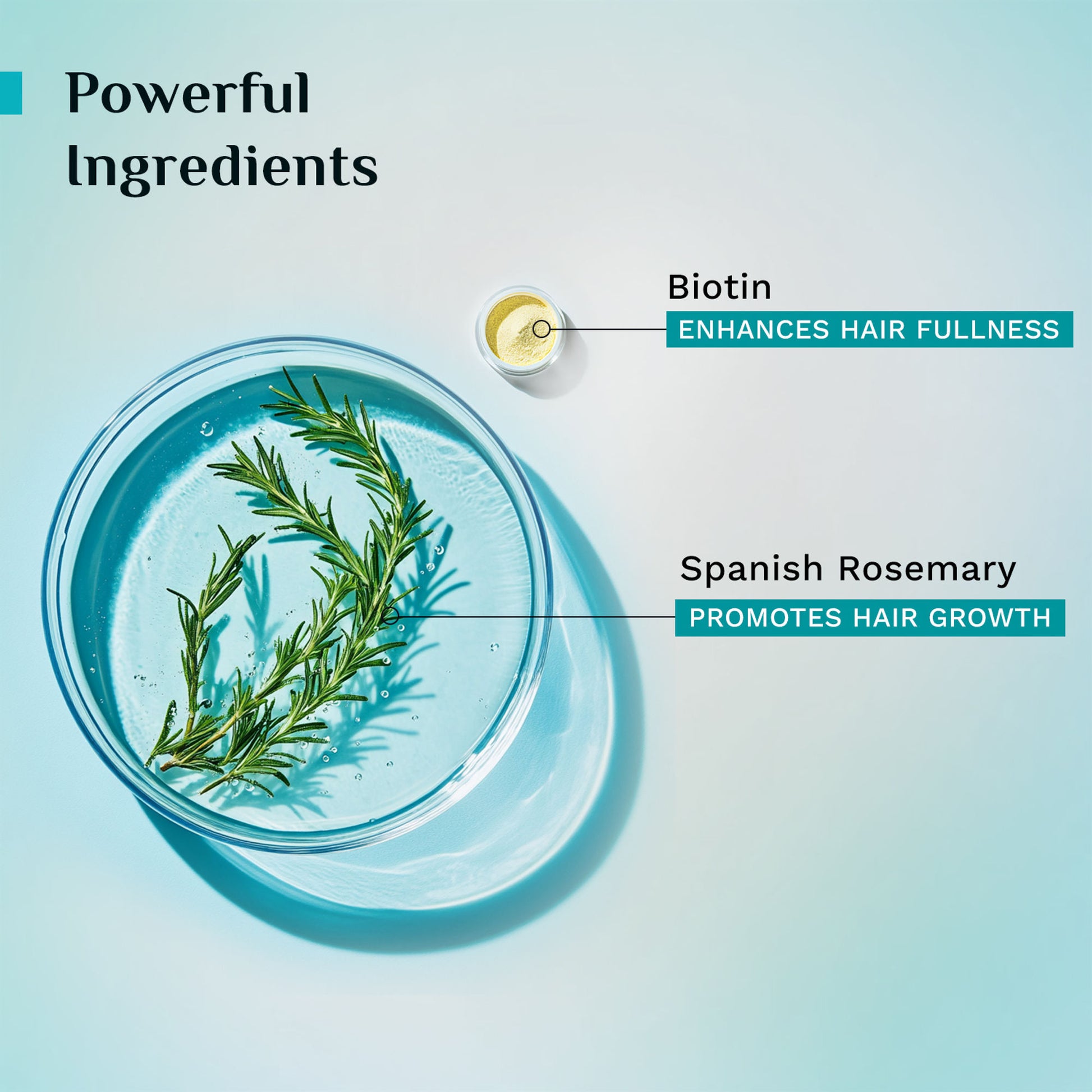 Pilgrim Spanish Rosemary & Biotin Anti Hairfall Control Shampoo Reduce Hairfall Upto 95% Strong Hair