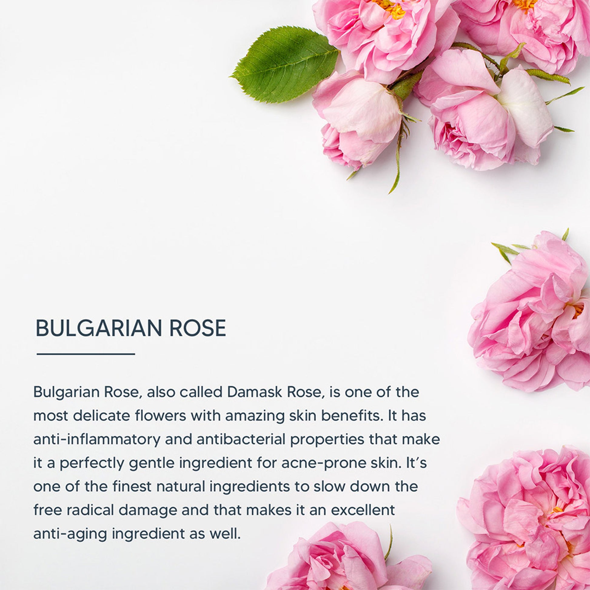 Lotus Professional DermoSpa Bulgarian Rose Night Creme