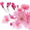 Japanese Cherry Blossom