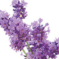 French Lavender