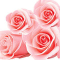 Country Rose