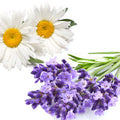Lavender Chamomile