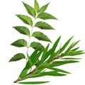 Tea Tree & Neem