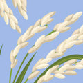 Rice Water Hyaluronic Acid