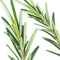 Rosemary Oil And Niacinamide