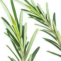 Rosemary And Niacinamide
