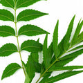 Salicylic Acid Tea Tree Neem