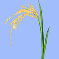 Rice Water and Glycolic Acid