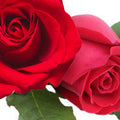 English Country Rose