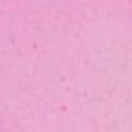 Bubblegum