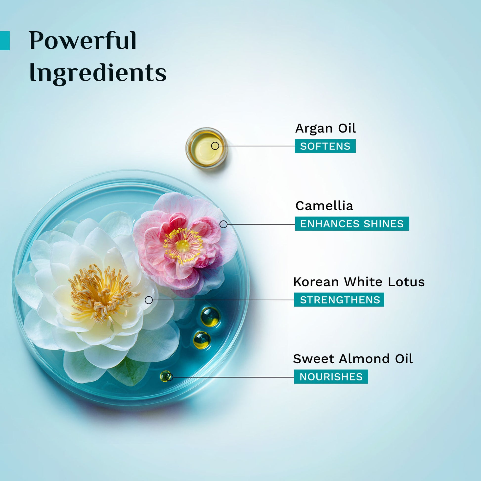 Pilgrim Argan Oil Sulphate Free Shampoo With Korean White Lotus For Shiny & Nourished Hair