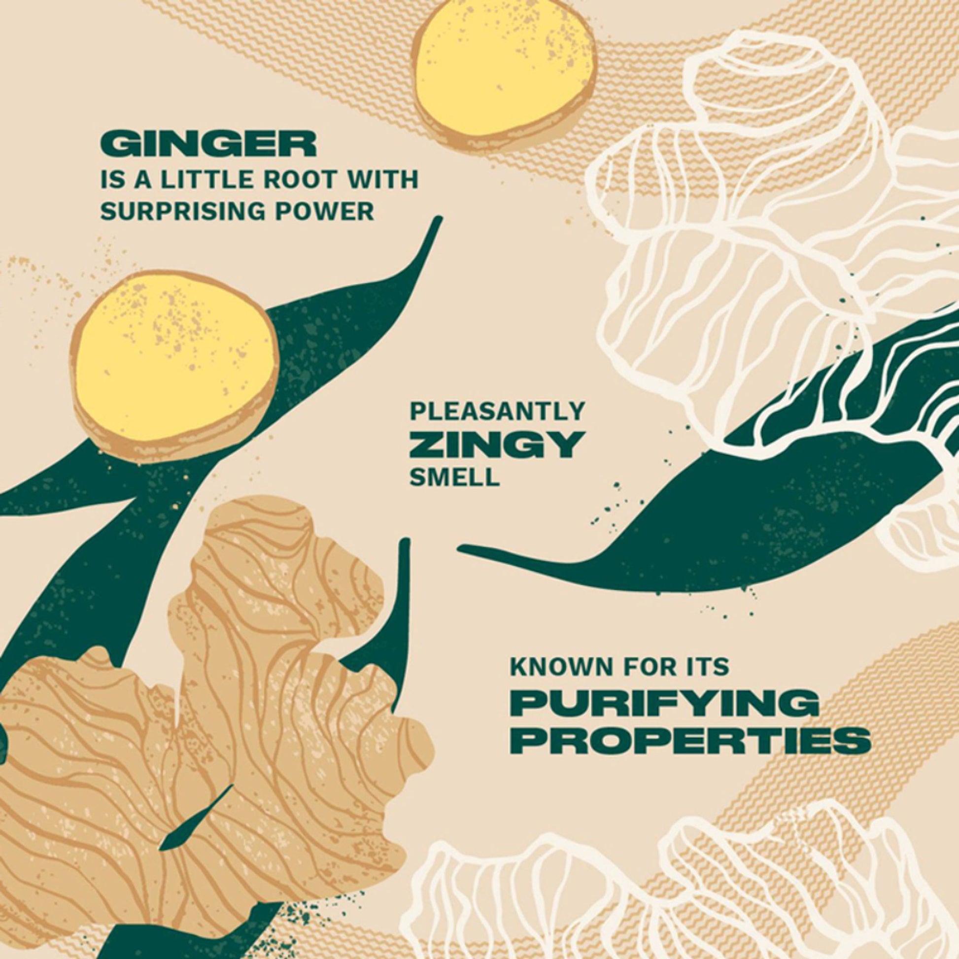 The Body Shop Ginger Anti-Dandruff Shampoo, For Dry, Flaky Scalps