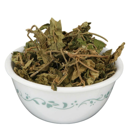 Yuvika Gurmar leaves, Gymnema Sylvestre, Ayurvedic herb with green leaves used for traditional medicinal purposes.