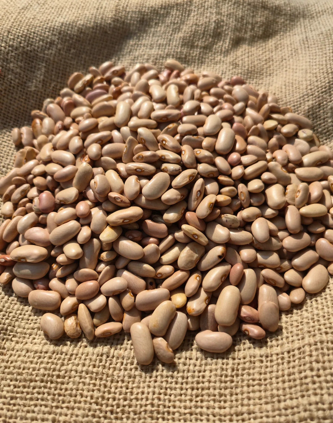 Hetha Himalayan White Rajma