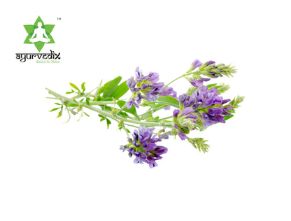 Ayurvedix Organic Alfalfa Powder