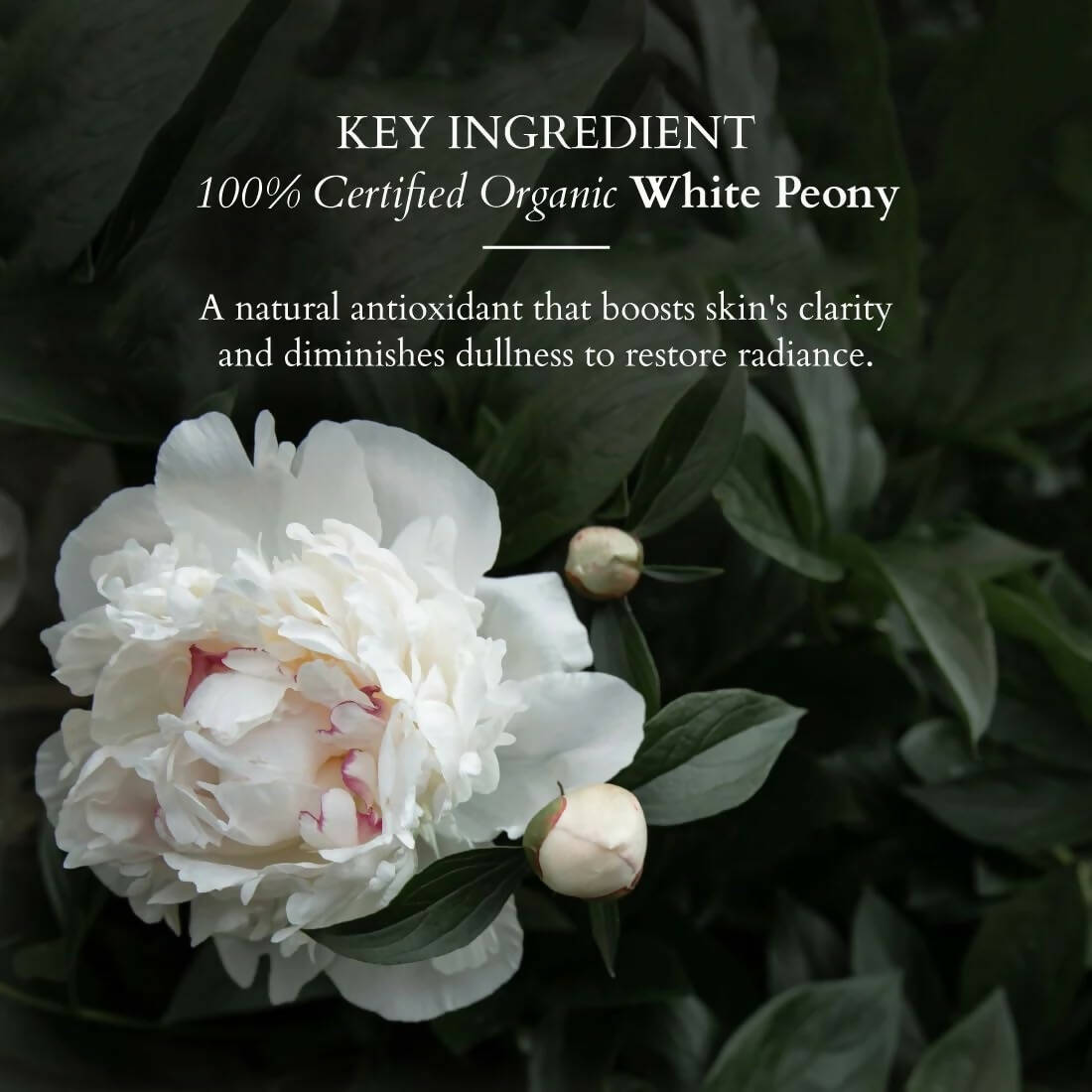 Lotus Organics+ Brightening De-Tan Face Pack - Indyancart