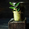 Siddhagiri's Satvyk Organic Curry Leaves Chutney